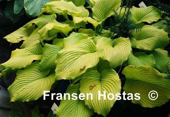 Hosta Great Lakes Gold